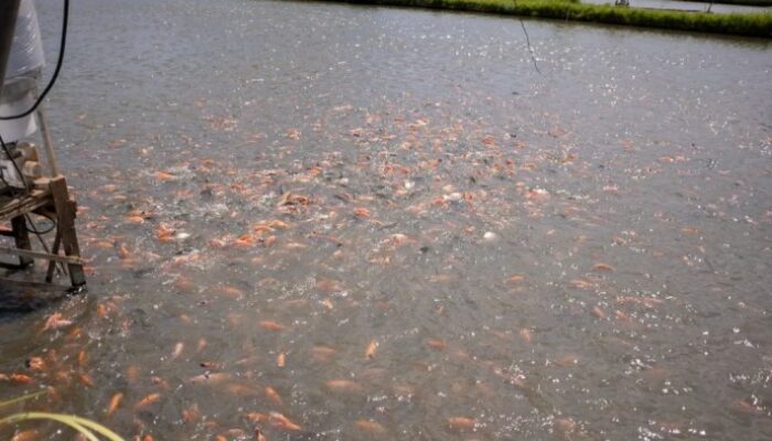 Teknik Pemijahan Ikan Air Tawar