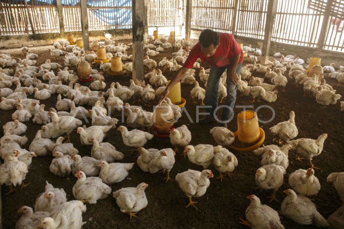 Dampak harga pasar terhadap usaha ayam pedaging