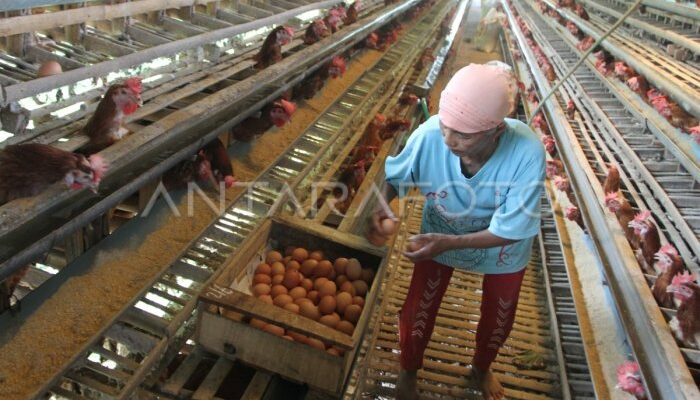 Dampak Harga Pasar Terhadap Usaha Ayam Pedaging