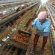 Dampak harga pasar terhadap usaha ayam pedaging