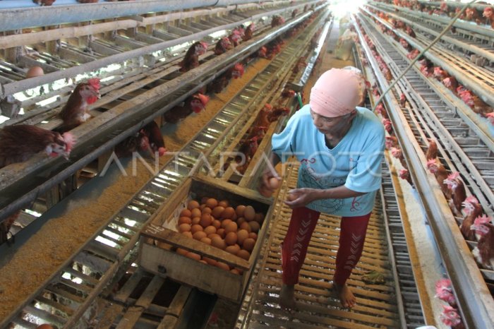 Dampak harga pasar terhadap usaha ayam pedaging
