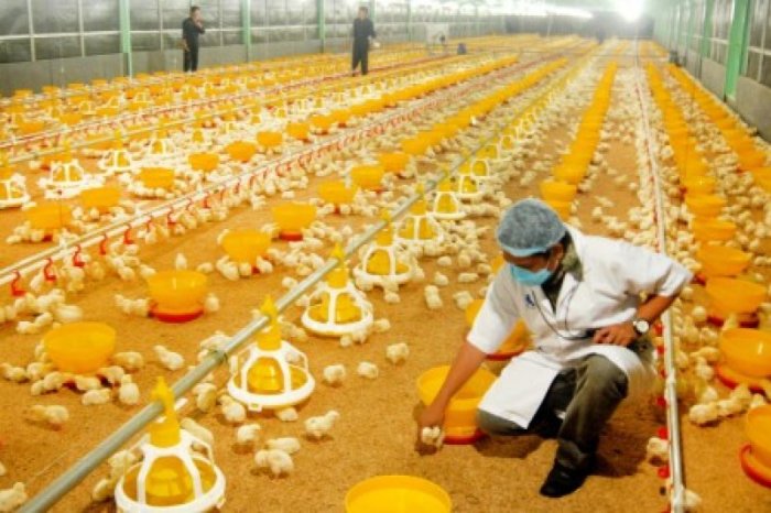 Sistem kandang tertutup untuk efisiensi peternakan