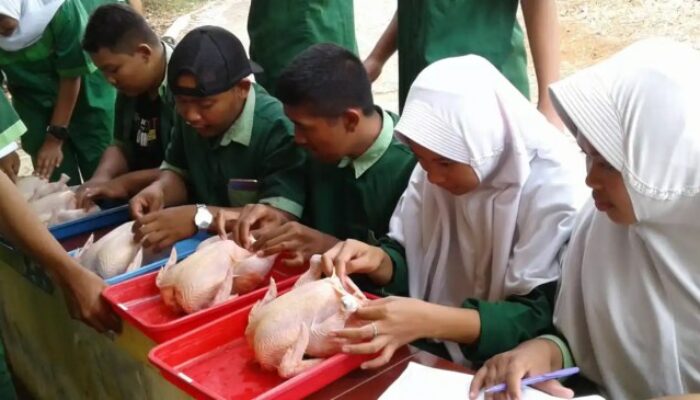 Model Bisnis Ternak Unggas Skala Kecil Dan Menengah