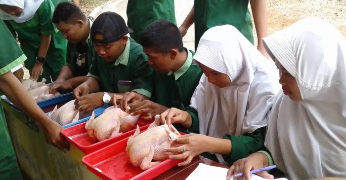 Model bisnis ternak unggas skala kecil dan menengah