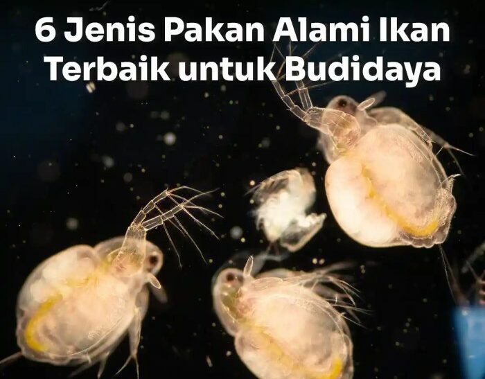 Alami pakan jenis ikan untuk budidaya tumbuhan Pakan alami budidaya ikan