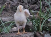 Cara Mencegah Crd Pada Ayam Sejak Dini