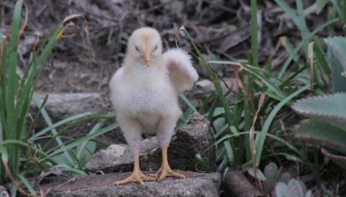 Cara Mencegah Crd Pada Ayam Sejak Dini