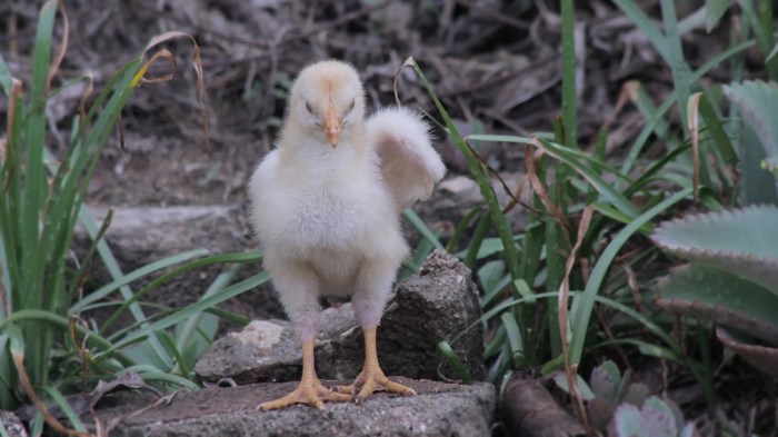 Cara mencegah CRD pada ayam sejak dini