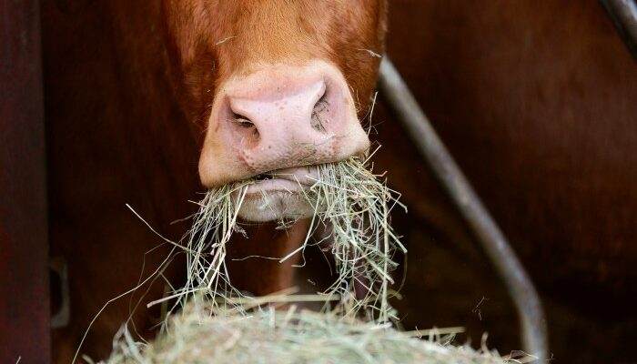 Hubungan Antara Sanitasi Pakan Dan Wabah Penyakit Di Peternakan