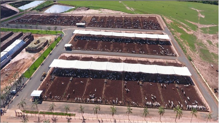 Ternak sapi sistem feedlot