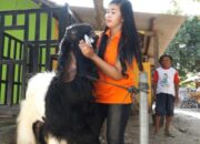 Cara Sukses Ternak Kambing Etawa