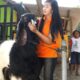Cara sukses ternak kambing etawa