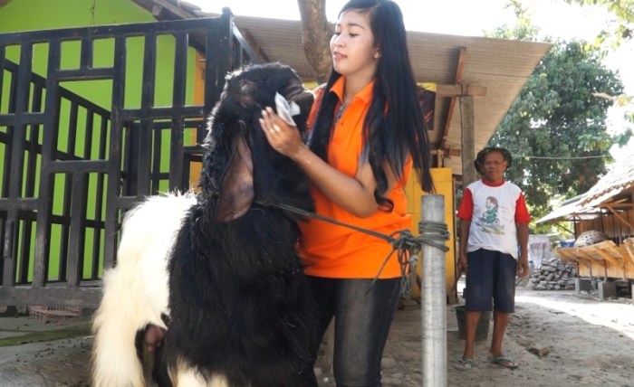 Cara sukses ternak kambing etawa