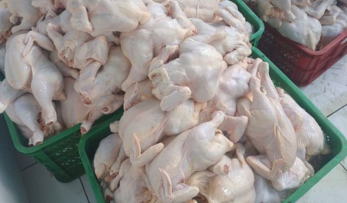 Harga ayam broiler hari ini