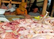 Induk Ayam Broiler