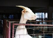 Panduan Sukses Ternak Kambing Musim Kemarau