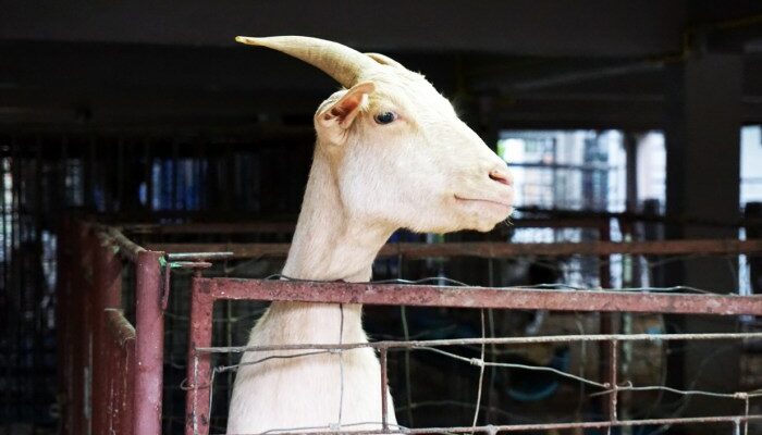 Panduan Sukses Ternak Kambing Musim Kemarau