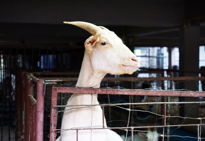 Tips Sukses Ternak Kambing Bagi Pemula