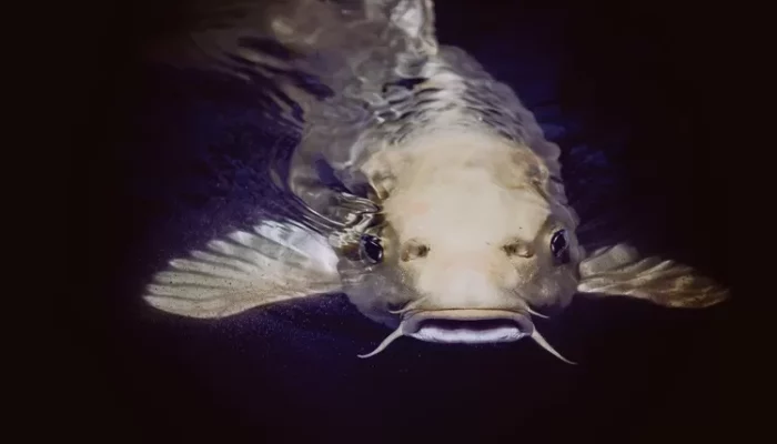 Panduan Budidaya Ikan Lengkap