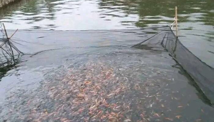 Pakan Alternatif Untuk Nila