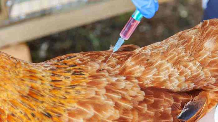 Cara mencegah CRD pada ayam sejak dini