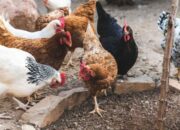 Waktu Terbaik Memberikan Vitamin Pada Ayam