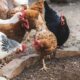 CRD pada ayam: deteksi cepat dan penanganan dini