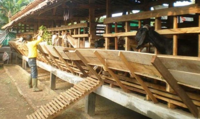 Manajemen kandang kambing yang efisien