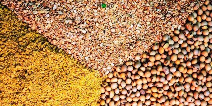 Bagaimana kualitas pakan mempengaruhi produktivitas dan kesehatan ternak