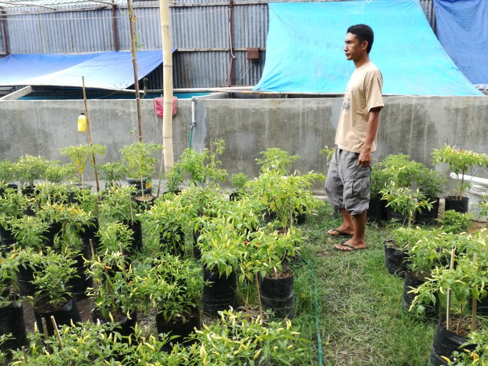 Budidaya ikan di lahan sempit
