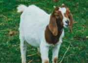 Tips Sukses Ternak Kambing Pemula