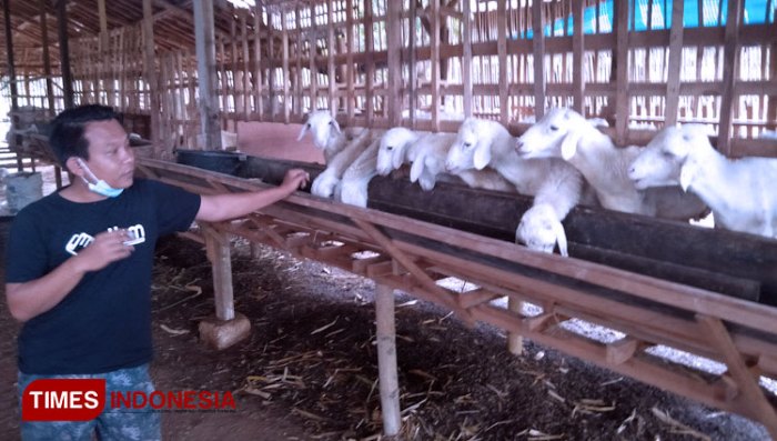 Usaha ternak kambing sukses tanpa ragu