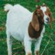 Tips sukses ternak kambing pemula