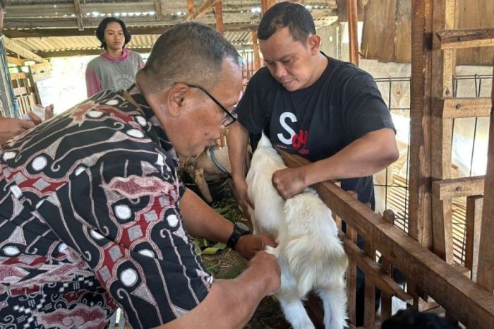 Kambing etawa pemula budidaya macam ilmubudidaya pe peranakan mudah yang Vaksin kambing etawa
