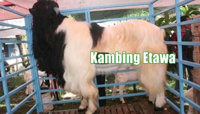 Kambing etawa ternak tanah berkembang Kambing etawa ternak tanah berkembang