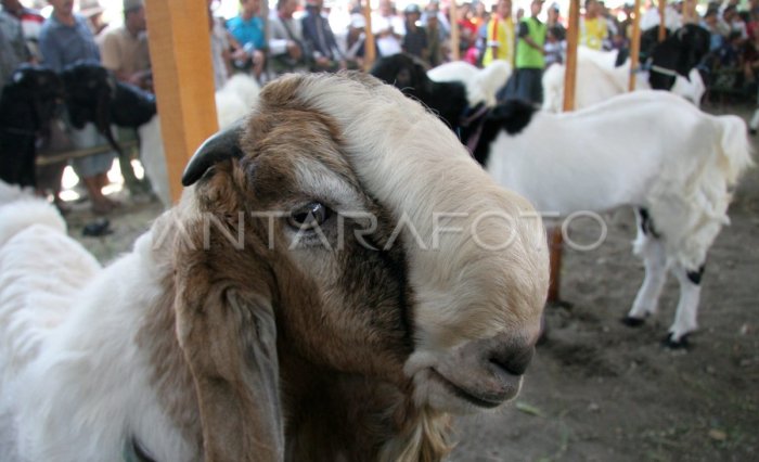 Analisa usaha kambing etawa