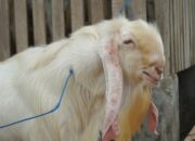 Cara Sukses Budidaya Kambing Etawa