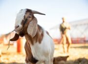 Kambing Etawa Adaptasi Iklim Tropis