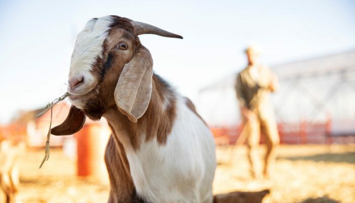 Kambing Etawa Adaptasi Iklim Tropis