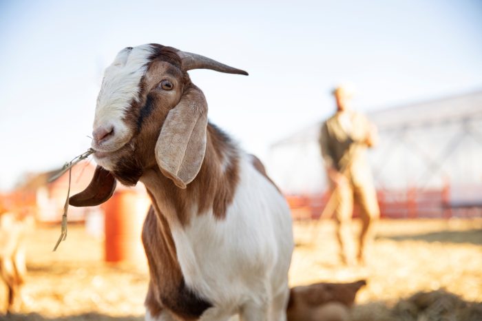 Kambing etawa jantan dan betina