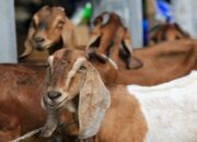Ternak Kambing Dengan Sistem Intensif