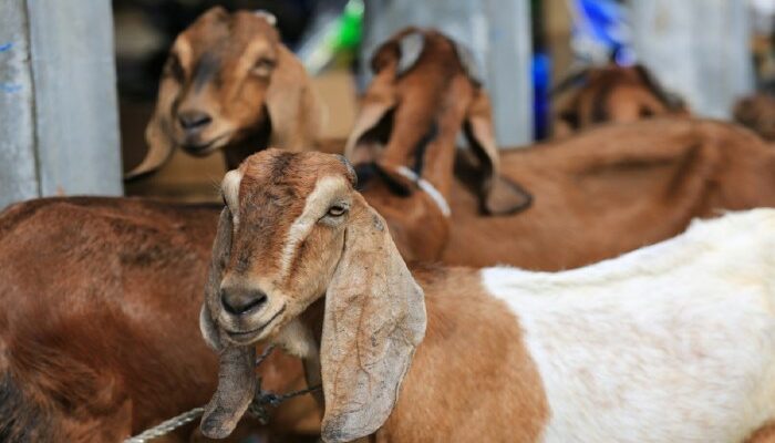 Beternak Kambing Ala Petani Sukses