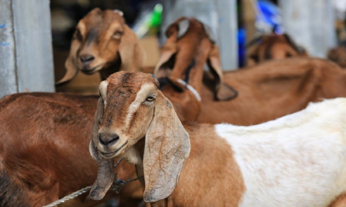 Panduan Sukses Ternak Kambing Musim Kemarau