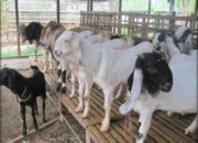 Cara Efisien Mengelola Usaha Kambing