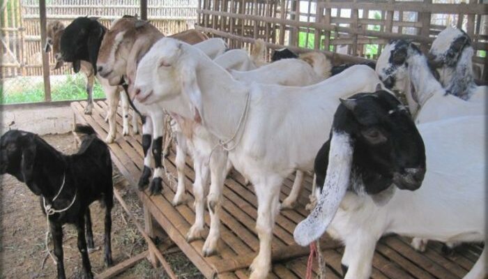 Cara Efisien Mengelola Usaha Kambing