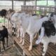 Kambing doctor goats usaha memulai pemula awal ternak bizarre gland protocols shutterstock memilih kandang lokasi