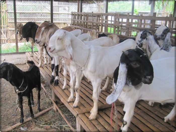 Kambing doctor goats usaha memulai pemula awal ternak bizarre gland protocols shutterstock memilih kandang lokasi Kambing doctor goats usaha memulai pemula awal ternak bizarre gland protocols shutterstock memilih kandang lokasi
