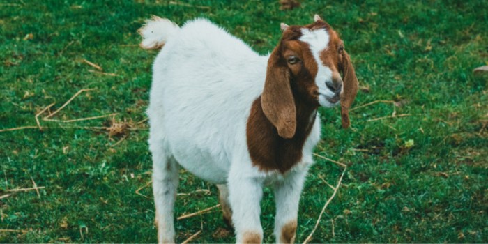 Tips sukses ternak kambing pemula
