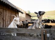 Kambing Etawa Penghasil Susu
