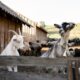 Trik beternak kambing di lahan sempit